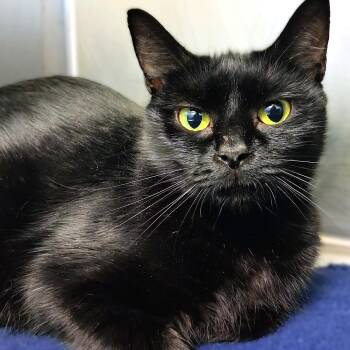 Jiji -  Domestic Short Hair Cat for Adoption in Belmont, New York - Jiji | PetCurious