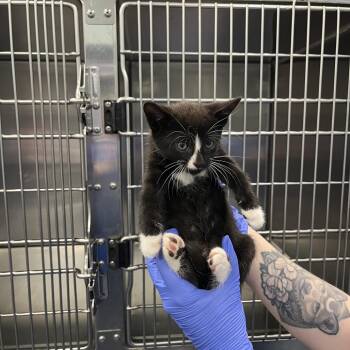Cranberry -  Domestic Short Hair Cat for Adoption in Greensboro, North Carolina - Cranberry | PetCurious