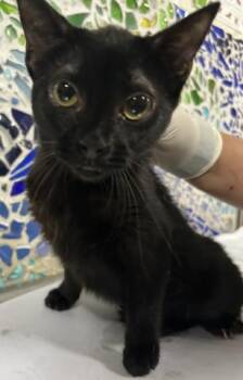Domestic Short Hair Cats Available for Adoption in Pensacola, Florida - ESMERELDA | PetCurious
