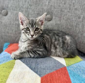 Micah -  Tabby Cat Available for Adoption in The Dalles, Oregon - Micah | PetCurious