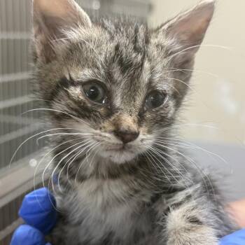 Domestic Short Hair Cats Available for Adoption in Columbus, Georgia - 4/23/2026-Stray-ApexRoad-5 | PetCurious