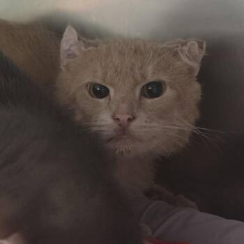 Cream -  Domestic Medium Hair Cat for Adoption in Kennebunk, Maine - Cream | PetCurious