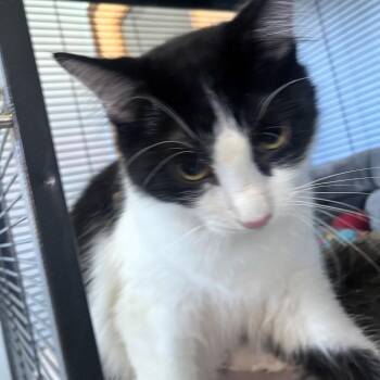 Naoe -  Domestic Medium Hair Cat for Adoption in Lenexa, Kansas - Naoe | PetCurious