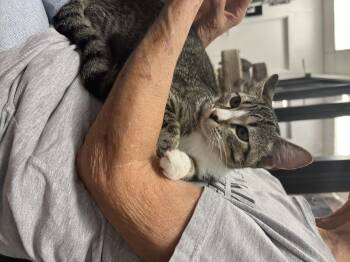 Rescue Domestic Short Hair Cats for Adoption in Palmetto, Florida - Jetta | PetCurious