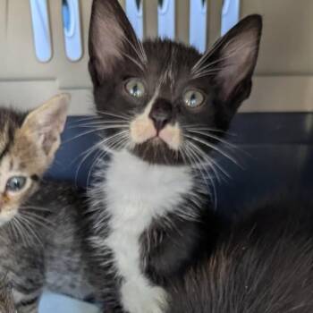 Arthur -  Domestic Short Hair Cat for Adoption in Englewood, Florida - Arthur | PetCurious