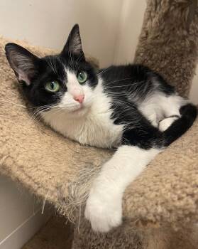 Rescue Domestic Short Hair Cats for Adoption in Indiana, Pennsylvania - Willow | PetCurious