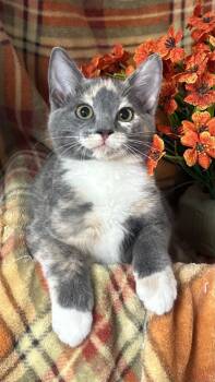 6/3/26 Carnation -  Domestic Short Hair Cat for Adoption in Stillwater, Oklahoma - 6/3/26 Carnation | PetCurious