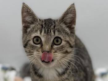 Kylie -  Domestic Short Hair Cat Available for Adoption in Portland, Oregon - Kylie | PetCurious