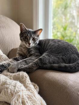 Misfit -  Domestic Short Hair Cat Available for Adoption in St. Petersburg, Florida - Misfit | PetCurious