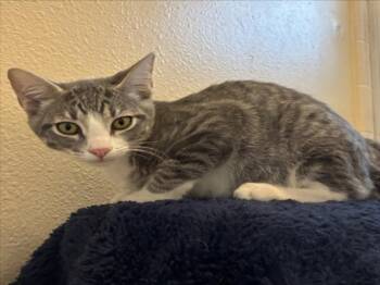 *STERLING -  Domestic Short Hair Cat for Adoption in Woodland, California - *STERLING | PetCurious