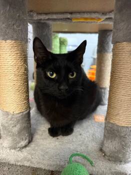 Montgomery (Miller) -  Domestic Short Hair Cat for Adoption in Johnson City, Tennessee - Montgomery (Miller) | PetCurious
