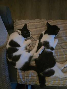 Rescue Tuxedo Cats for Adoption in Tampa, Florida - Chimi & Queso | PetCurious