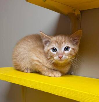Angelica -  Domestic Short Hair Cat for Adoption in Maryville, Missouri - Angelica | PetCurious