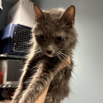 La Quinta -  Domestic Medium Hair Cat for Adoption in Chattanooga, Tennessee - La Quinta | PetCurious