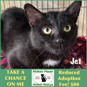 Jet -  Domestic Short Hair Cat for Adoption in Winchendon, Massachusetts - Jet | PetCurious