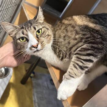 Bud -  Domestic Short Hair Cat for Adoption in Chesapeake, Virginia - Bud | PetCurious
