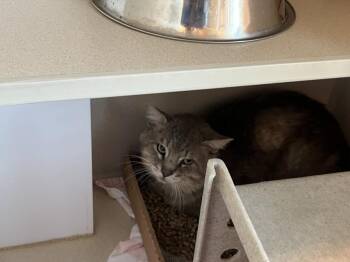SUGAR DONUT -  Domestic Short Hair Cat for Adoption in Loveland, Colorado - SUGAR DONUT | PetCurious