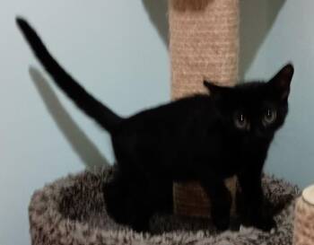 Sundae26 -  Domestic Short Hair Cat for Adoption in Milwaukee, Wisconsin - Sundae26 | PetCurious