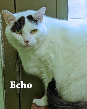 Domestic Short Hair Cats Available for Adoption in Cincinnati, Ohio - Echo | PetCurious