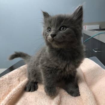 Winchester -  Domestic Short Hair Cat for Adoption in Oak Park, Illinois - Winchester | PetCurious