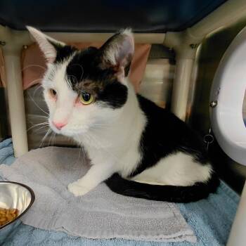 Sinclair FKA Oreo -  Domestic Short Hair Cat for Adoption in Philadelphia, Pennsylvania - Sinclair FKA Oreo | PetCurious
