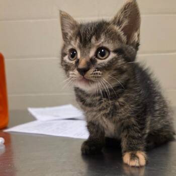 Athena -  Domestic Short Hair Cat for Adoption in Bristol, Indiana - Athena | PetCurious