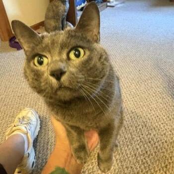 Cece C12523 -  Domestic Short Hair Cat for Adoption - Cece C12523 | PetCurious
