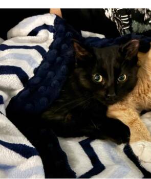 Rescue Domestic Medium Hair Cats for Adoption in Plattsmouth, Nebraska - Kiwi | PetCurious