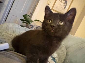 Domestic Short Hair Cats Available for Adoption in Rockaway, New Jersey - Minka KITTEN | PetCurious