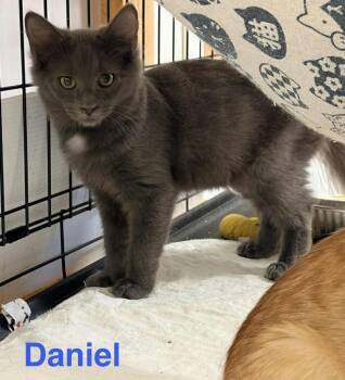 Rescue Domestic Medium Hair Cats for Adoption in Rome, Georgia - Daniel | PetCurious
