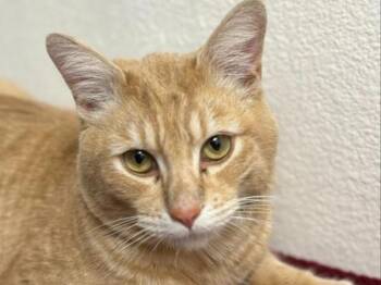 Domestic Short Hair Cats Available for Adoption - Cheeto | PetCurious