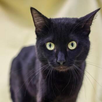 Jet -  Domestic Short Hair Cat for Adoption in Bradenton, Florida - Jet | PetCurious