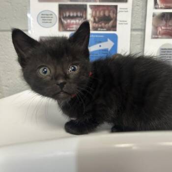 Domestic Short Hair Cats Available for Adoption in West Olive, Michigan - Kentucky | PetCurious