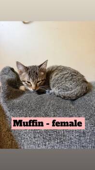 Muffin -  Domestic Short Hair Cat for Adoption in Mustang, Oklahoma - Muffin | PetCurious