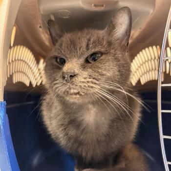 Ferris -  Domestic Short Hair Cat for Adoption in Lynchburg, Virginia - Ferris | PetCurious
