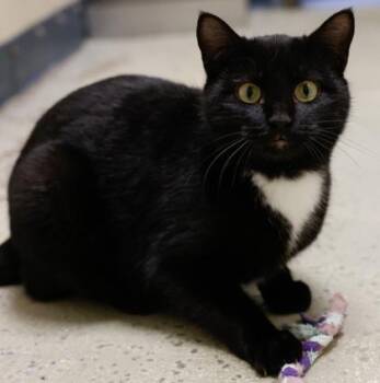 Domestic Short Hair Cats Available for Adoption - Checkers | PetCurious