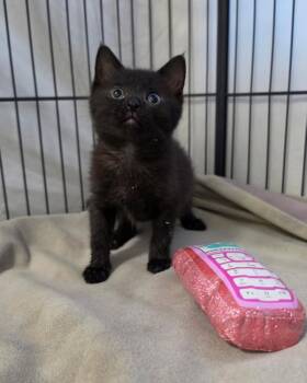 Nuala -  Domestic Short Hair Cat for Adoption in Novato, California - Nuala | PetCurious
