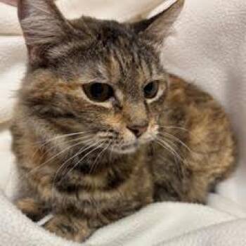 Rescue Tortoiseshell Cats for Adoption in Green Valley, Arizona - Romance | PetCurious
