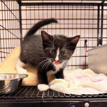 Sasuage -  Domestic Medium Hair and Domestic Short Hair Cat for Adoption in Pawling, New York - Sasuage | PetCurious