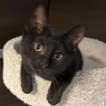 Fluffy -  Domestic Short Hair Cat for Adoption in Buffalo, New York - Fluffy | PetCurious