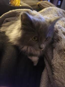 Pixie -  Domestic Medium Hair Cat for Adoption in Crown Point, Indiana - Pixie | PetCurious