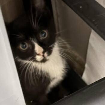 Rescue Domestic Short Hair Cats for Adoption in Liverpool, Texas - Jack | PetCurious