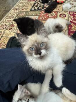 WREN -  Snowshoe Cat for Adoption in Powder Springs, Georgia - WREN | PetCurious