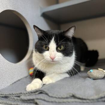 CREATURE -  Domestic Short Hair Cat for Adoption in Aliquippa, Pennsylvania - CREATURE | PetCurious