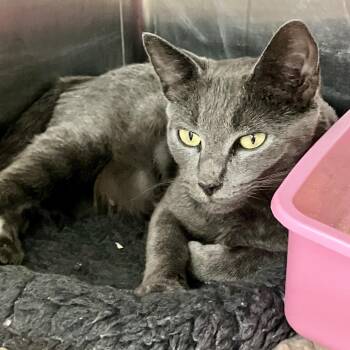 Simone -  Domestic Short Hair Cat for Adoption in Port Charlotte, Florida - Simone | PetCurious
