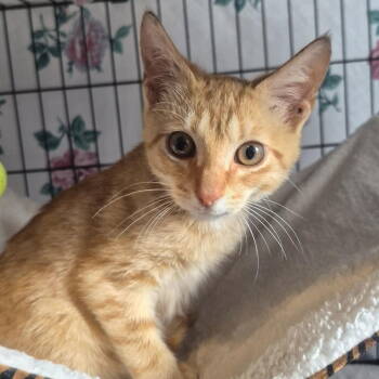 Rescue American Shorthair Cats for Adoption in Pikesville, Maryland - Orange Julius | PetCurious