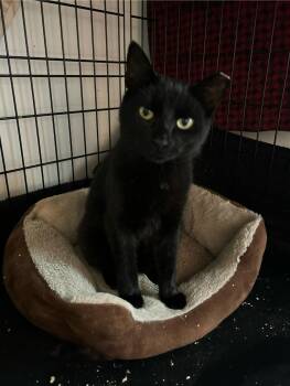 Rescue Domestic Short Hair Cats for Adoption in East Brunswick, New Jersey - Jujube | PetCurious