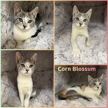 Corn Blossum -  Domestic Short Hair Cat for Adoption in Windy Hills, Kentucky - Corn Blossum | PetCurious
