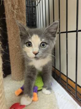 Rescue Domestic Medium Hair Cats for Adoption in Lorain, Ohio - Nova | PetCurious