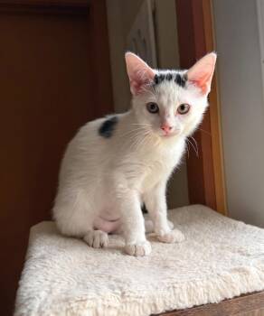 Aspen -  Domestic Short Hair Cat for Adoption in Marion, Indiana - Aspen | PetCurious